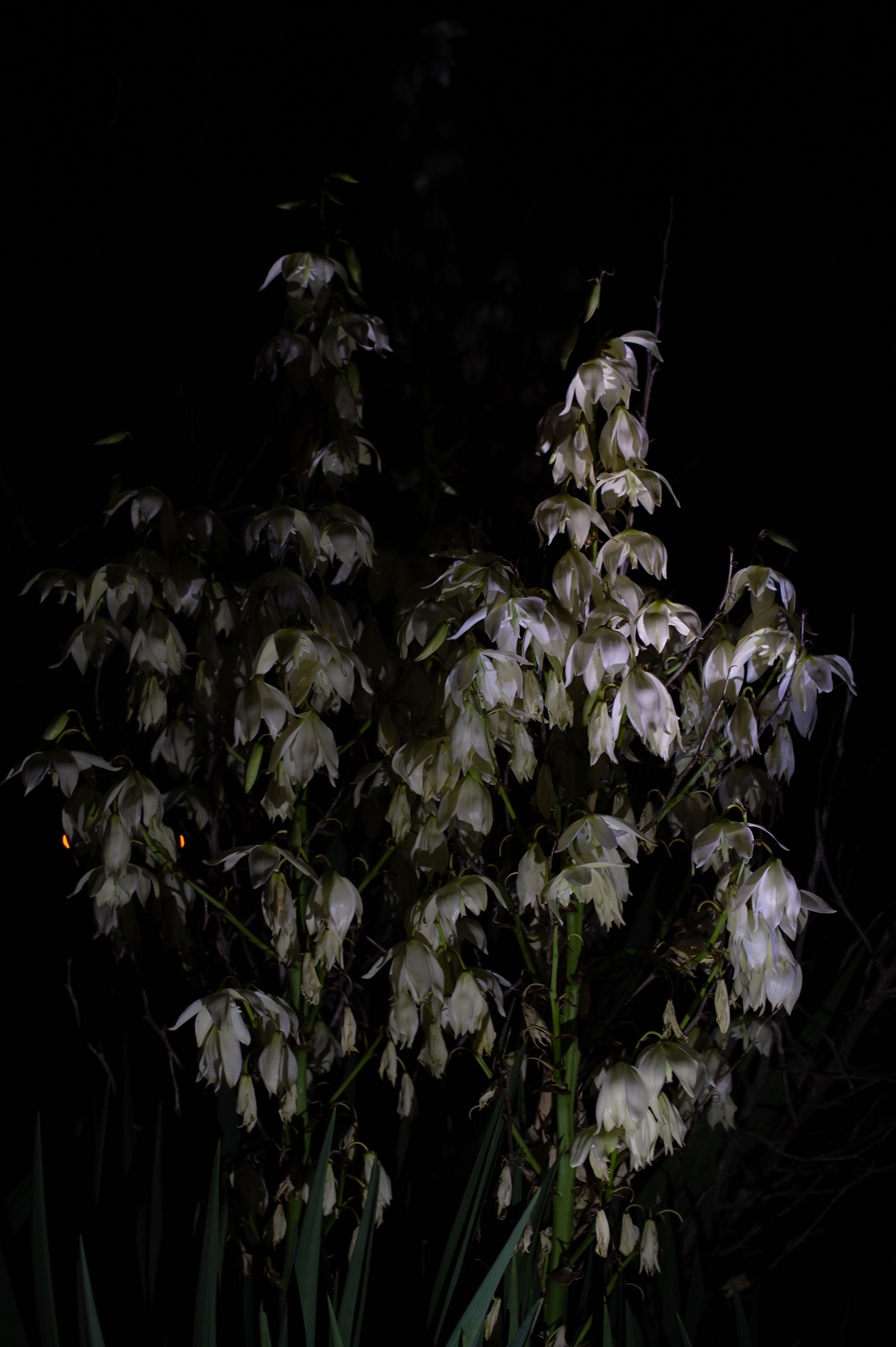 Le jardin fleur nuit/photos/15.jpg